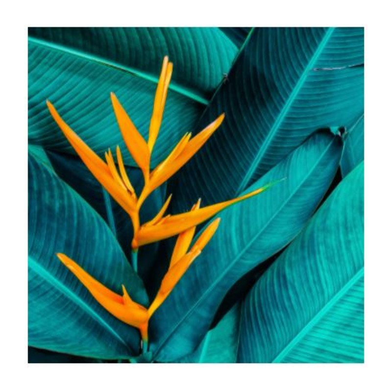 Paradise Paper Napkins 33 x 33cm